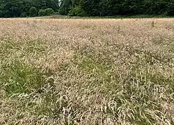 Een rompgemeenschap met gestreepte witbol en Engels raaigras