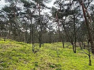 Geëutrofieerd naaldbos, vermost met groot laddermos