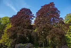 Een van de rode beuken rondom het landhuis