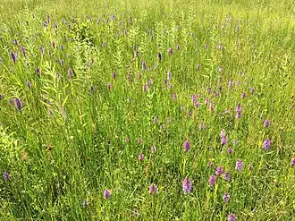 Een vroeg zomeraspect van de associatie van veldrus en gevlekte orchis