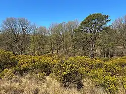 De associatie van gaspeldoorn en sporkehout