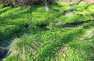 Een vegetatieaspect in april