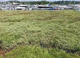 De zoutmelde-associatie.