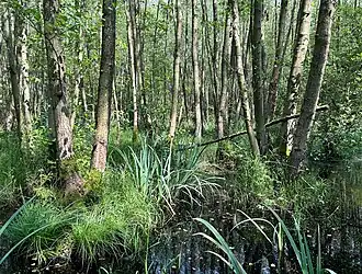 Een zomeraspect van een elzenzegge-elzenbroek.