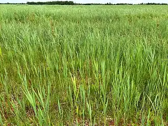 Een zomeraspect van de associatie