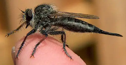 Efferia aestuans (vrouwtje)