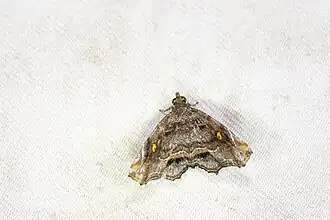 Egnasia nagadeboides