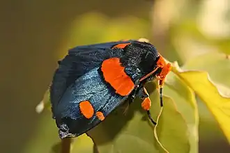 Egybolis vaillantina