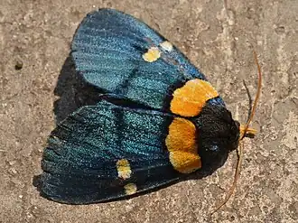 Egybolis vaillantina