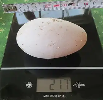 Ei, lengte 10 à 12 cm., breedte ~6 cm., gewicht 180 - 240 gram