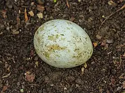 Onvruchtbaar ei van een buizerd