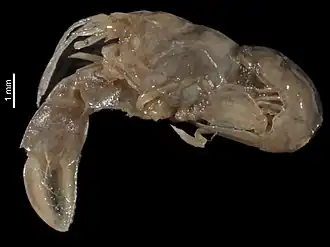 Eiconaxius caribbaeus