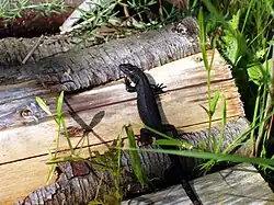 Een melanisch exemplaar uit Duitsland.