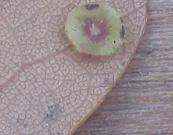 Onderkant eikenblad met vrouwelijke plaatjesgal