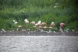 Flamingo's in het Zwillbrocker Venn