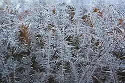 IJsbloemen tegen de ruit van een busstation.