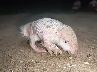 Calyptophractus retusus