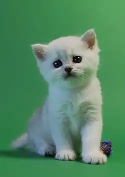 Zwartzilver shaded kitten (5 weken oud)