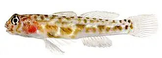 Elacatinus saucrus