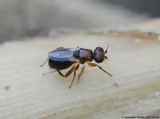 Elachiptera brevipennis