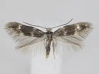 Elachista abiskoella