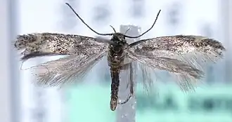 Elachista albicapilla