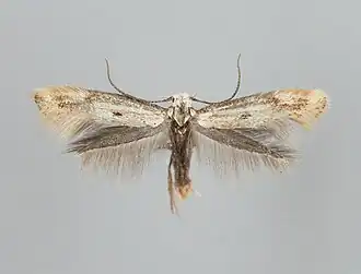 Witte zeggemineermot