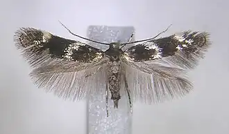 Zilverpuntgrasmineermot