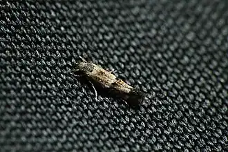 Elachista archaeonoma