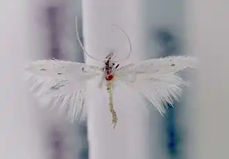 Elachista berndtiella