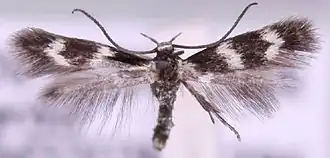 Tweebandgrasmineermot