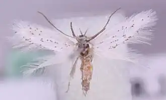 Elachista cahorsensis