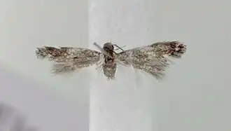 Elachista cinereopunctella