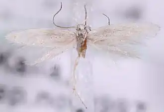 Elachista constitella