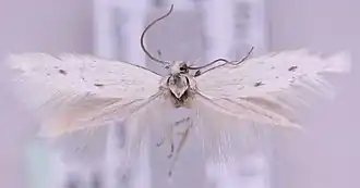 Elachista deceptricula