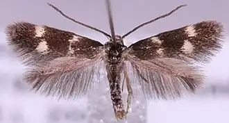 Elachista diederichsiella