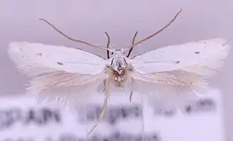 Elachista disemiella