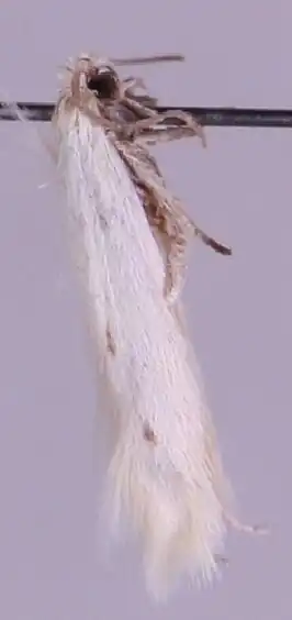 Schapengrasmineermot