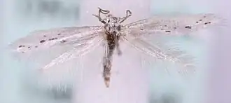 Elachista dispunctella