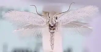 Elachista festucicolella