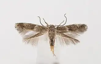 Kleine grasmineermot