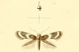 Elachista griseella
