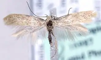 Elachista heinemanni