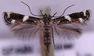 Elachista igaloensis