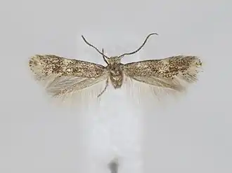 Elachista imatrella