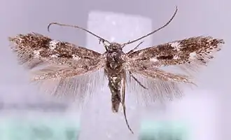 Elachista kebneella