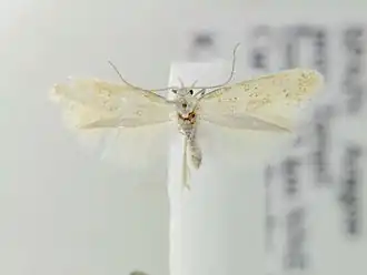 Elachista lugdunensis