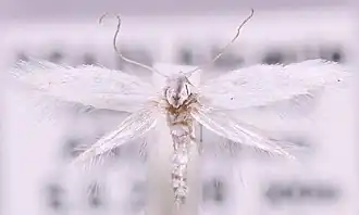 Elachista maboulella