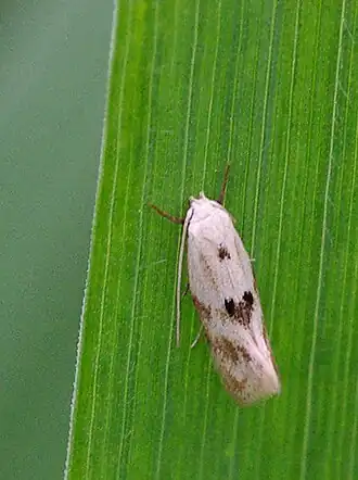 Grijsgevlekte grasmineermot