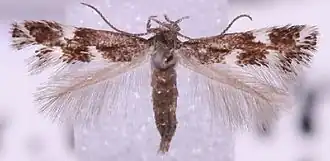 Elachista martinii